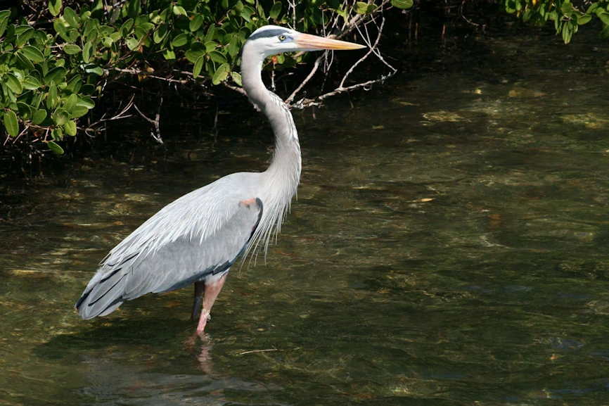 great blue heron